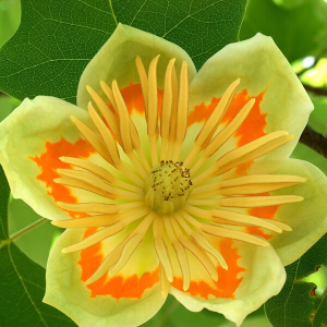 Tulipier de Virginie