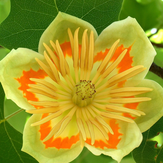 Fleur du tulipier de Virginie