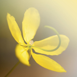 Crème de coloration Naturelle