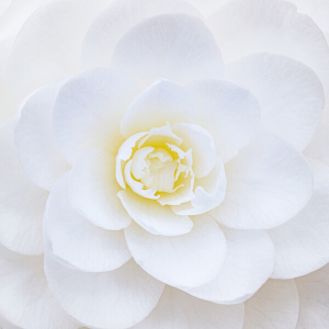 Sérum capillaire N°42