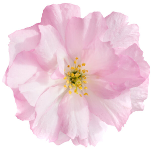 Soin Tokio 'Made in Japan'